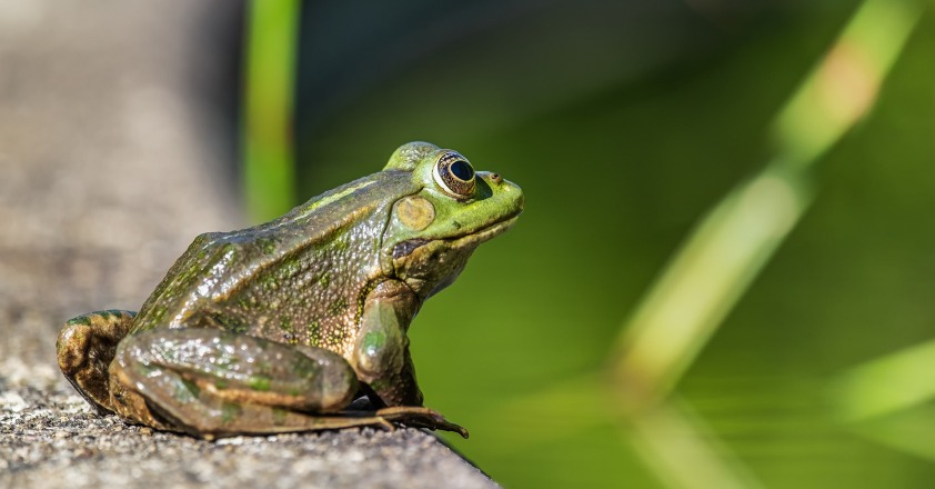 frosch spirituell