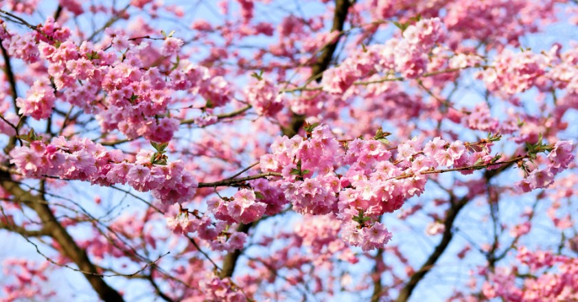 kirschbaum