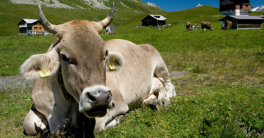 kuh klimawandel