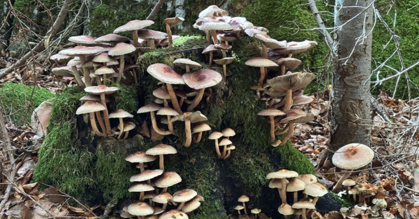 pilze seelisberg