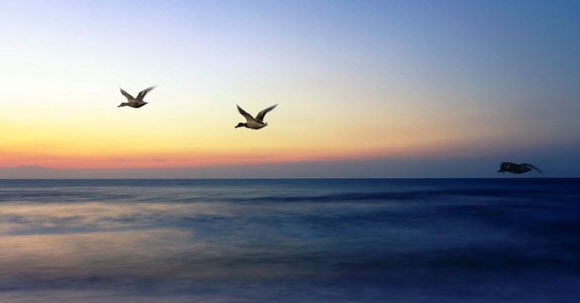 Vögel fliegen in die Freiheit
